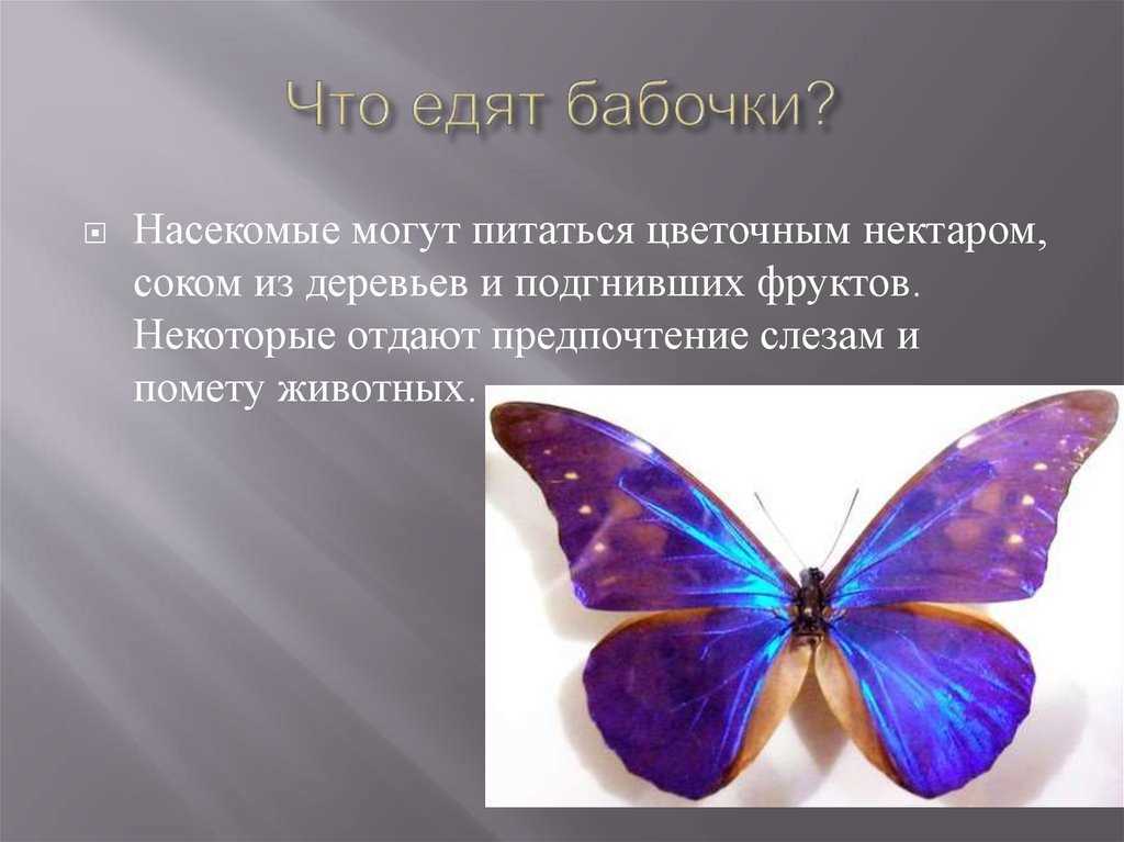 Бабочка – описание, виды, чем питается, где обитает, фото