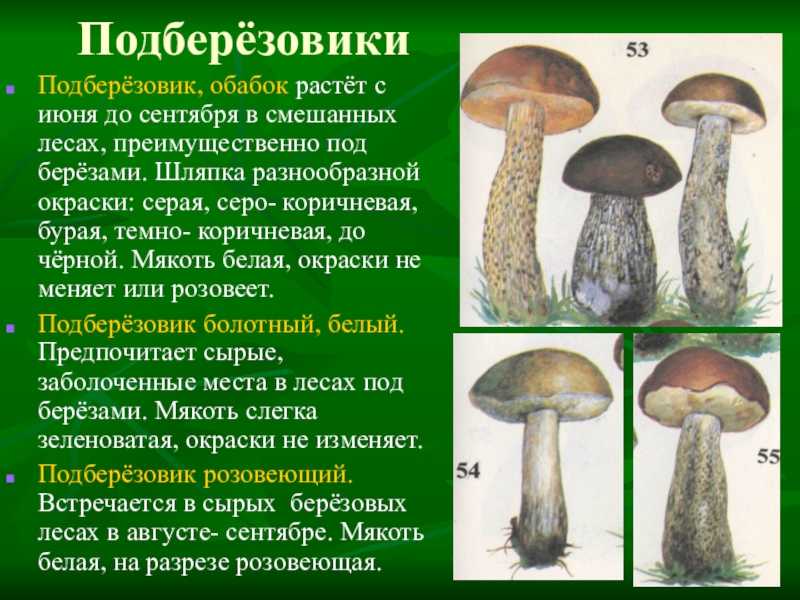 Подберёзовики, или обабки — какие бывают и с чем не спутать? описание, виды, похожие грибы. фото — ботаничка