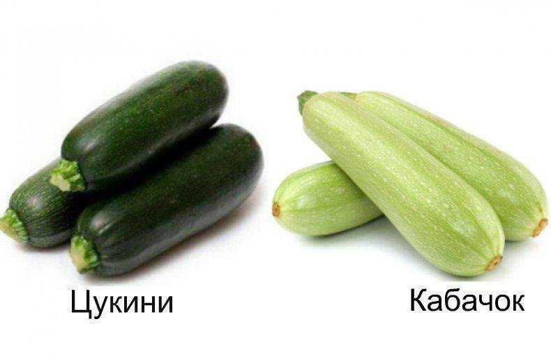 В статье описываются кабачок и цукини Внешний вид растений и плодов, свойства, особенности роста, состав Отличия между кабачком и цукини