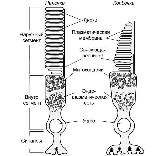 Палочки и колбочки сетчатки глаза: строение и функции