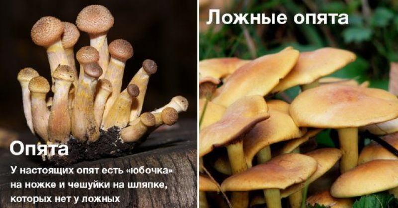 Грибы опята – фото и описание, виды съедобных и ложных опят, где растут и как выглядят