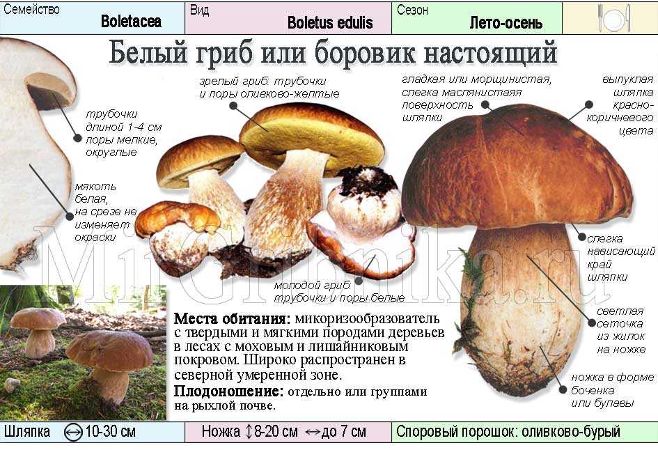 Белые грибы (боровики)