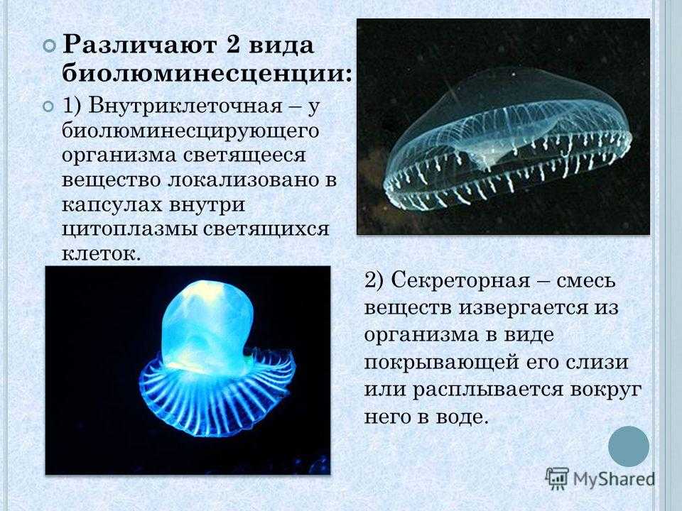 Пять биолюминесцентных живых организмов, которые освещают мир	  |
