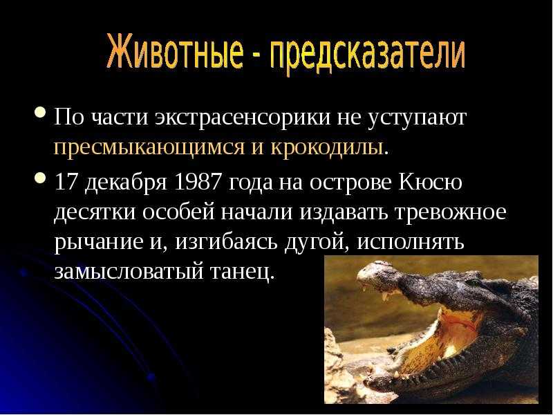 Кошки предсказывают землетрясения по всему миру - журнал о животных