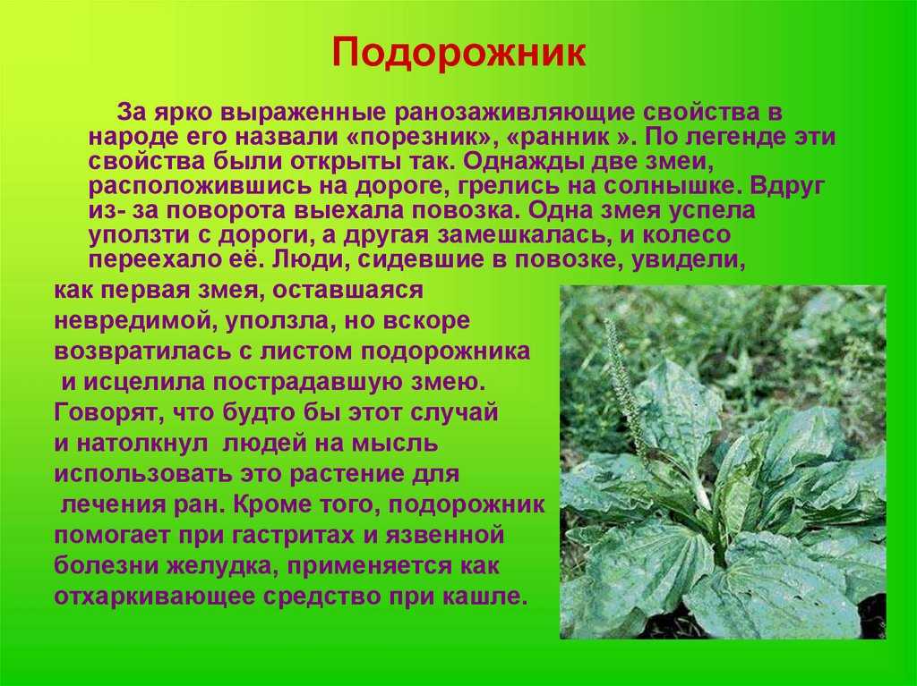 Подорожник