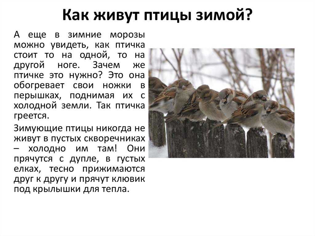 Повадки воробьев. воробьинообразные: краткая характеристика видов
