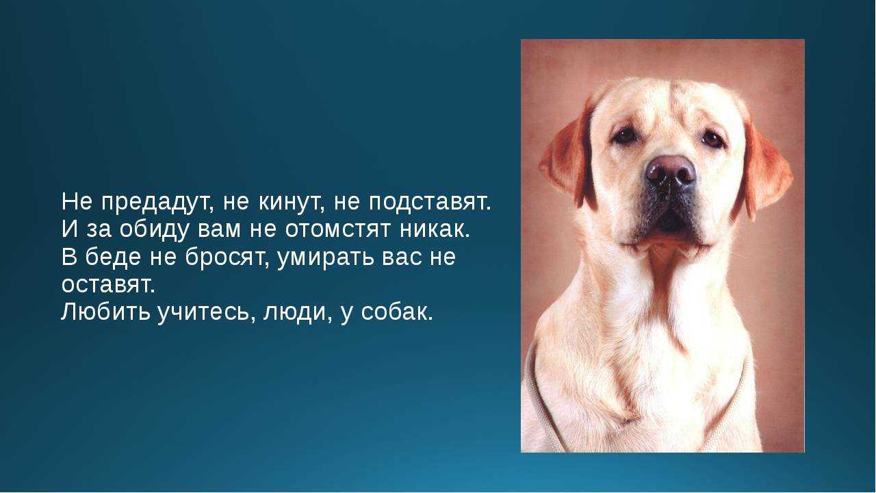Собаки - самые верные друзья людей Они могут защитить, развлечь и даже эмоционально поддержать Они - словно супергерои с целым набором интересных