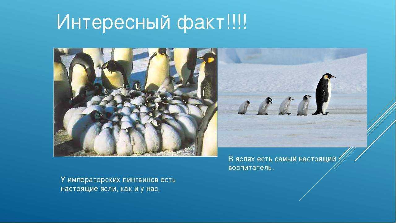 30 фактов о пингвинах | внеклассный час