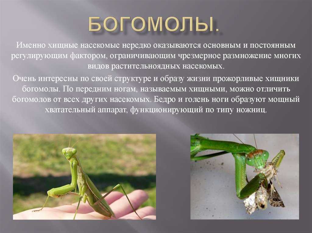 Богомол: все самое интересно о повадках, внешнем виде
