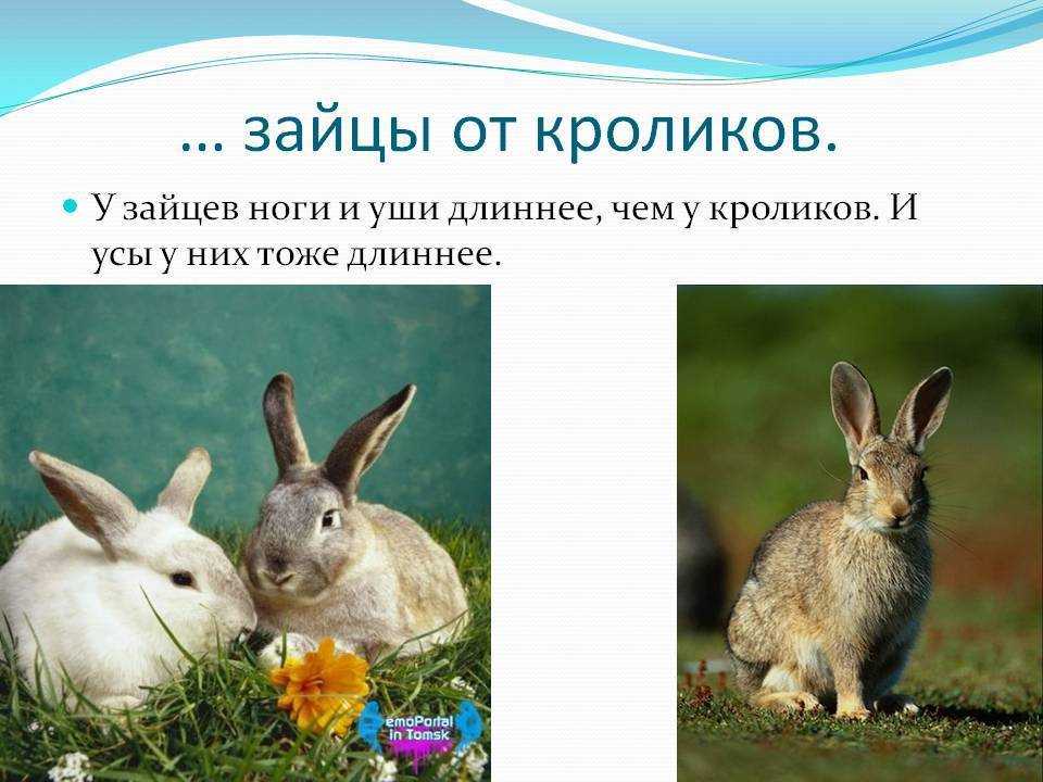 Чем отличаются зайцы от кроликов?. мир животных