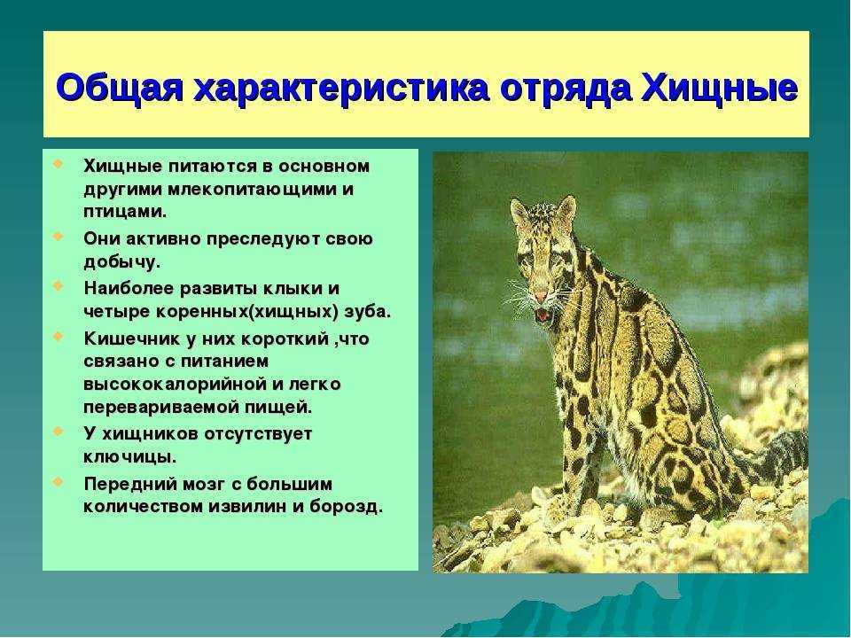 Волк - хищное млекопитающее