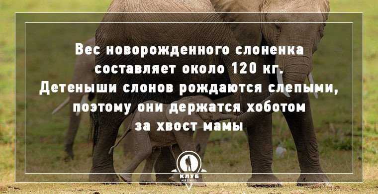 Слоны - виды, описание животного, размножение, чем питаются, ареал обитания