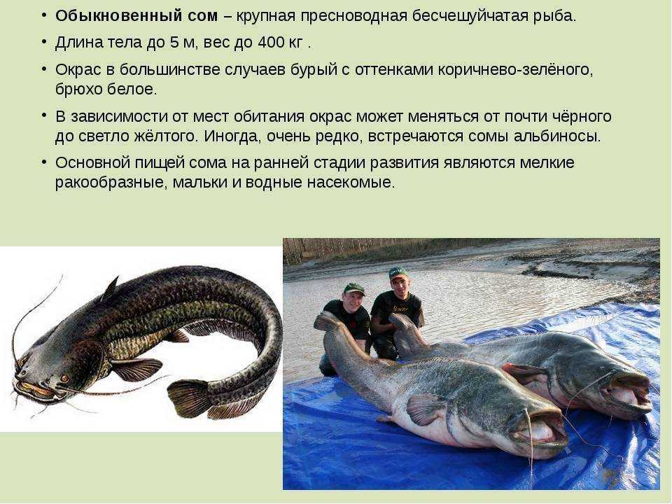 Все о рыбе сом