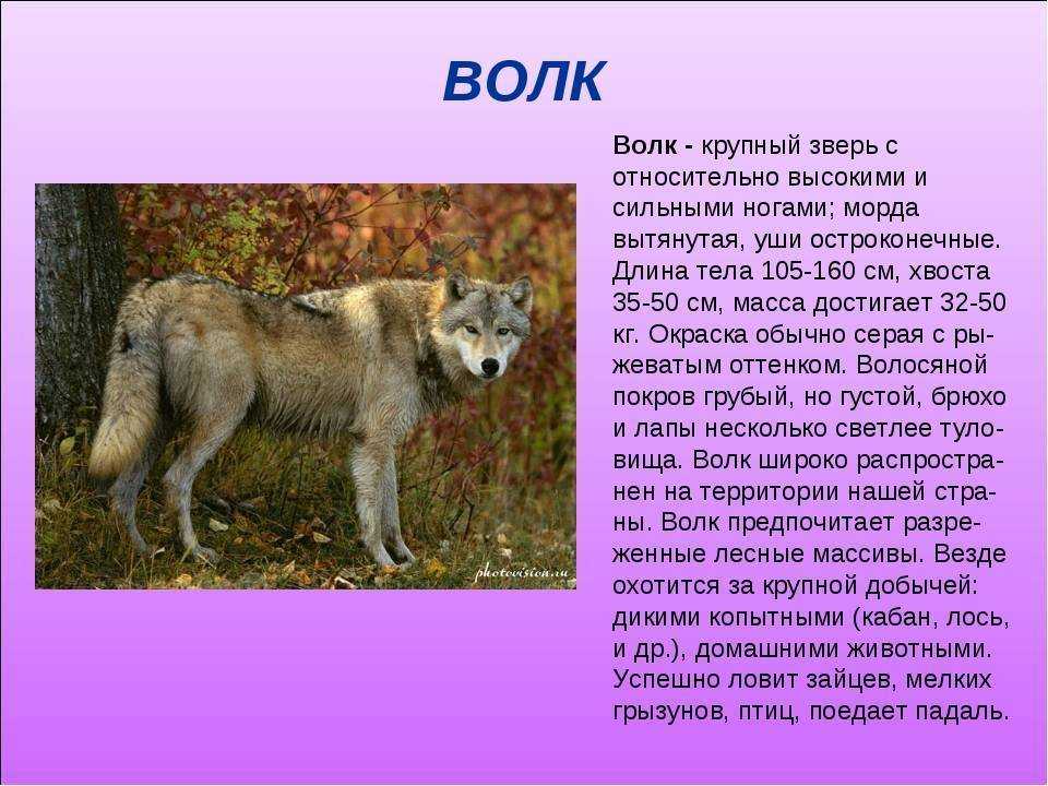 Волк: внешний вид, фото, особенности, интересные факты, среда обитания