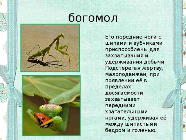 10 интересных фактов о богомолах