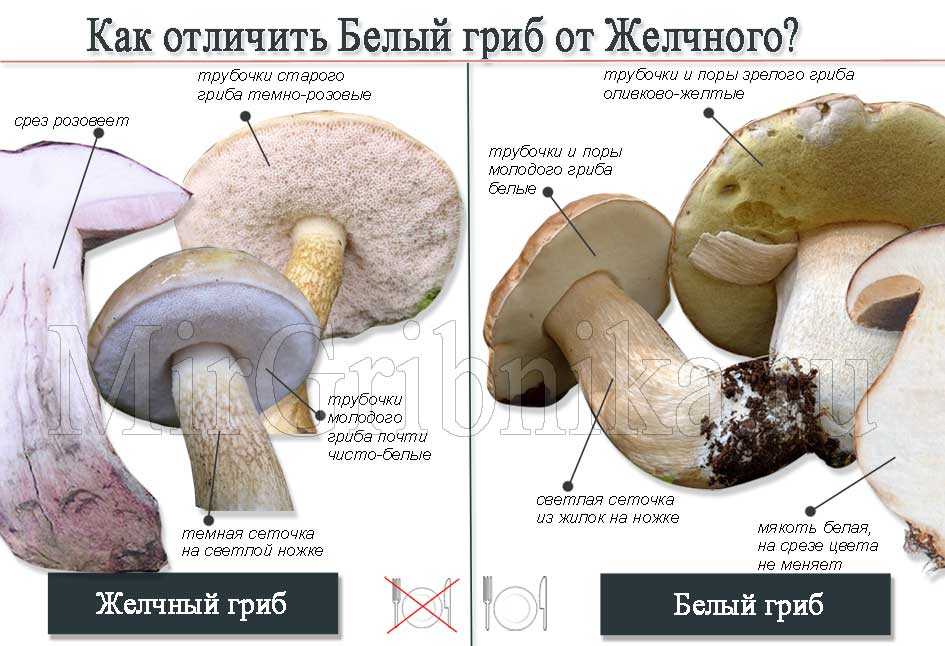 о белых грибах Как выглядят грибы, где распространены и в каких условиях растут Как правильно собирать и заготавливать боровики