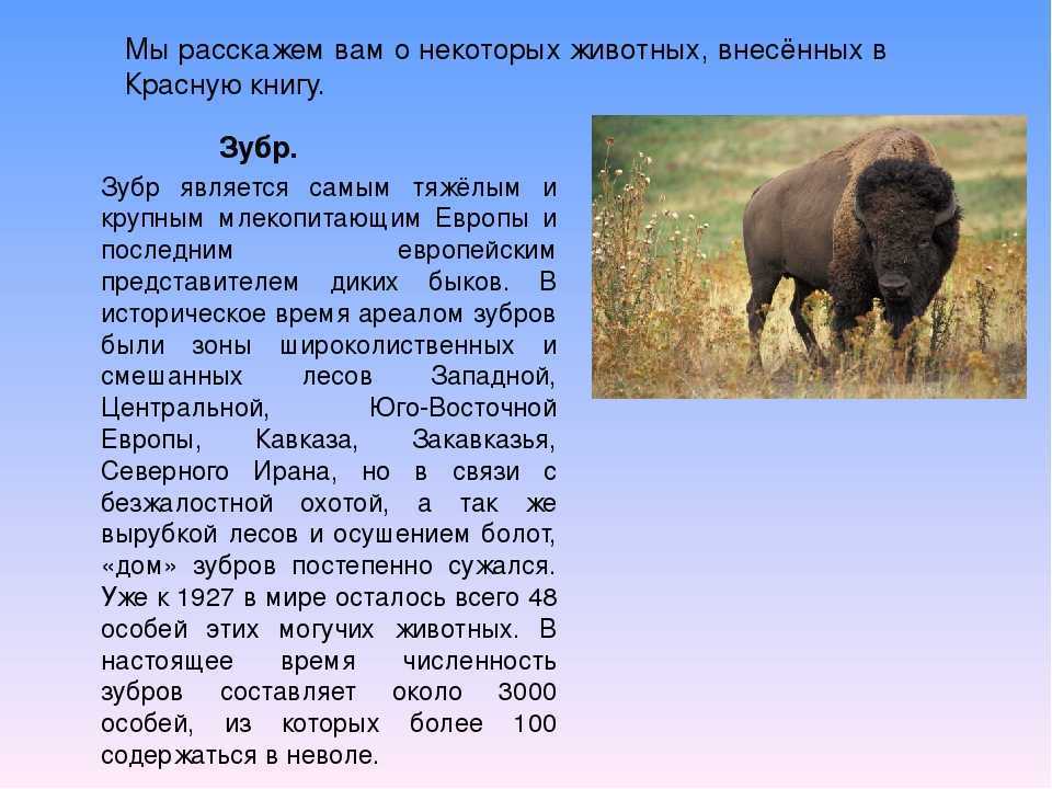 Зубр - животное из красной книги - основная информация