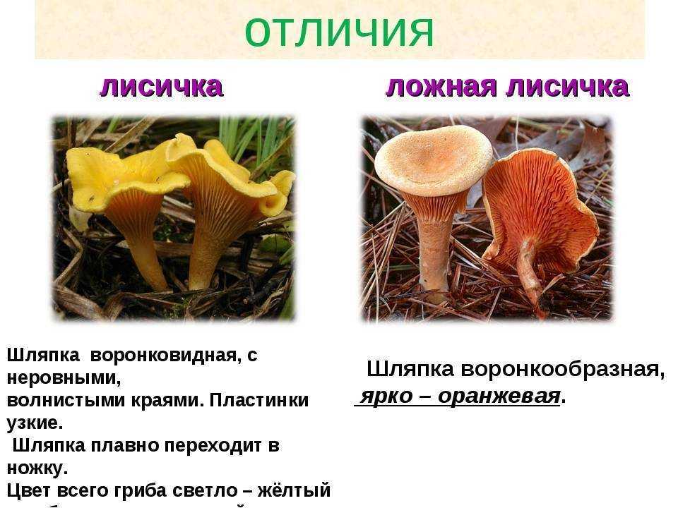 Лисички - фото отличий съедобных и несъедобных видов этого гриба