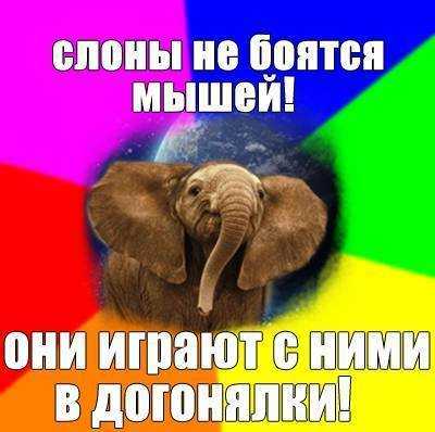 Правда ли что слоны боятся мышей, слоновая мышь