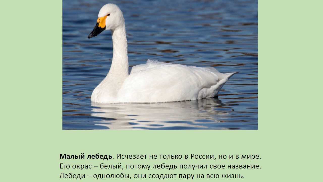 Новинки красной книги россии (птицы) – аналитический портал полит.ру