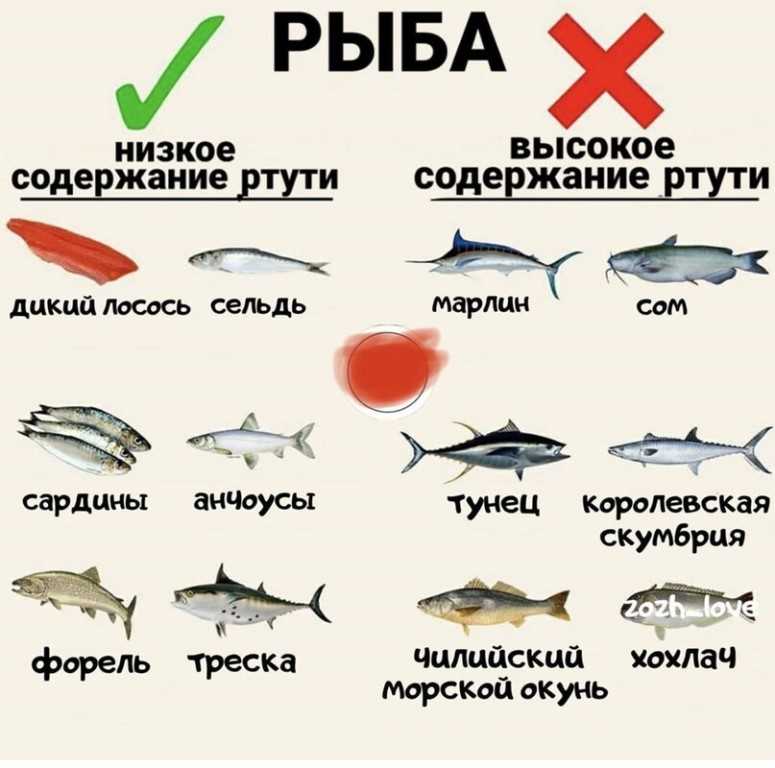 🚩 что надо знать о хрящевых рыбах: какой признак их объединяет