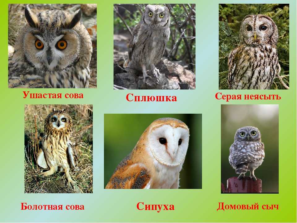 Отличия совы от филина и сыча: разница во внешнем виде и образе жизни