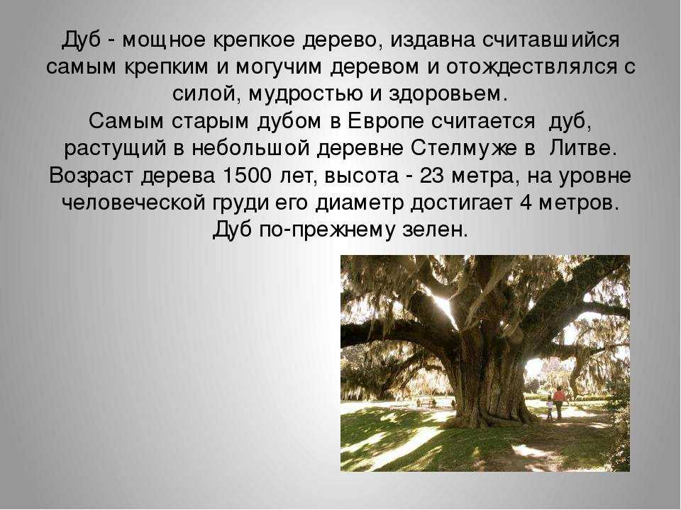 15 поразительных фактов о деревьях - среда - 2023