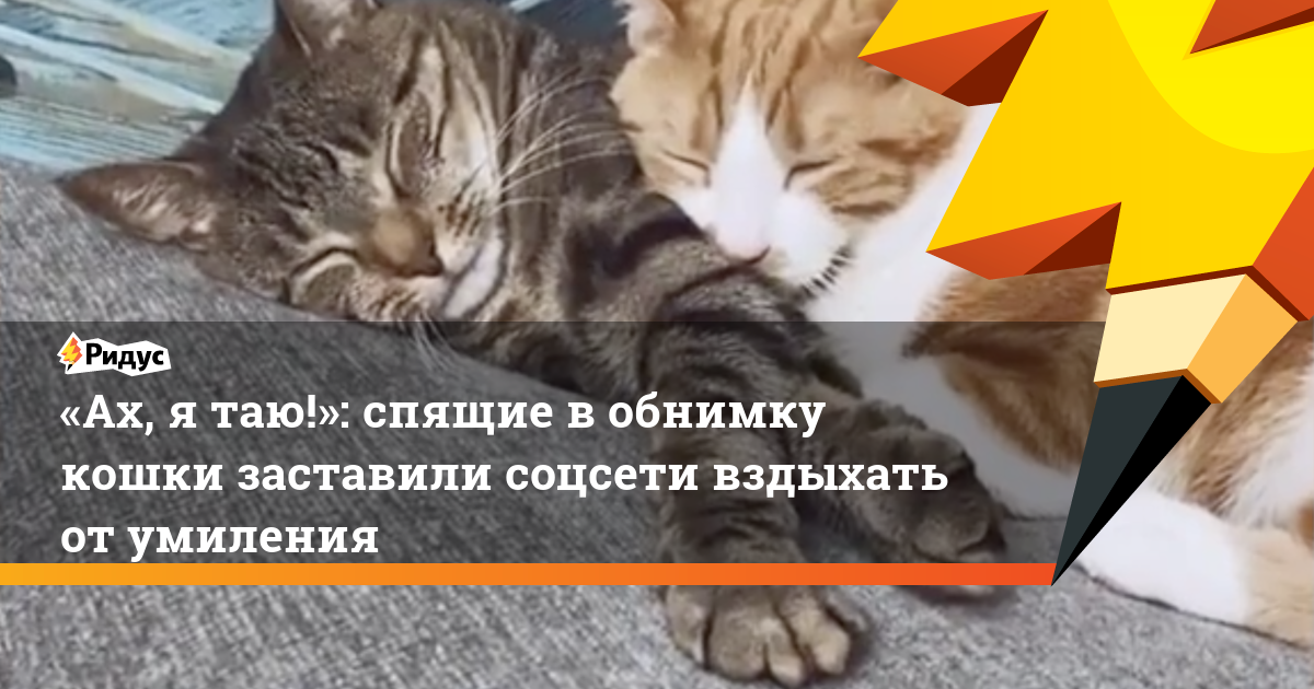 34 интересных факта о котах и кошках