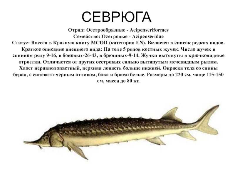 Стерлядь рыба. описание, особенности, виды, образ жизни и среда обитания стерляди