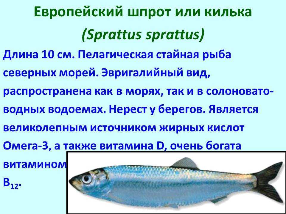 Виды аквариумных рыбок: самые популярные разновидности, названия и описание пород, фото