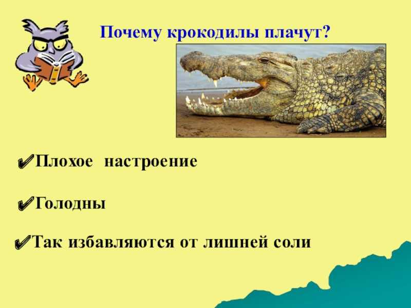 Крокоди́ловы слёзы. почему так говорят