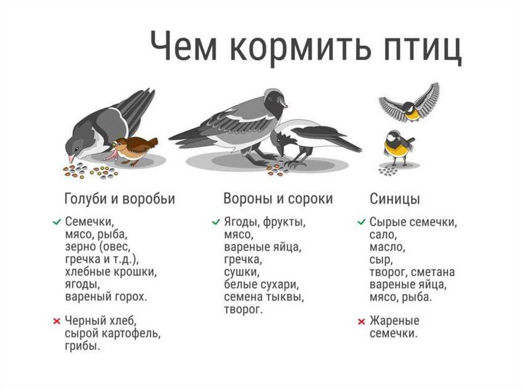 Воробей — особенности птицы, образ жизни, питание, размножение (103 фото + видео)