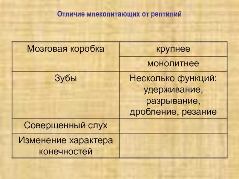 Вопрос: чем рептилии отличаются от млекопитающих? - кошки | studok.net