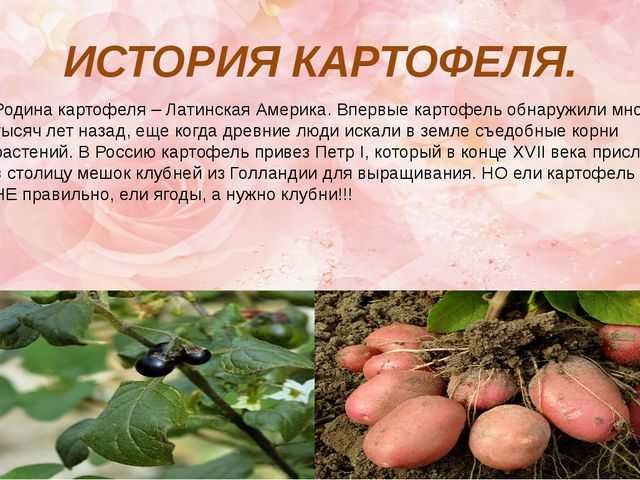 История картофеля в европе и россии как это было