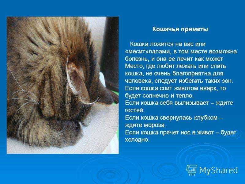 Почему кошка ложится на человека: причины и народные приметы