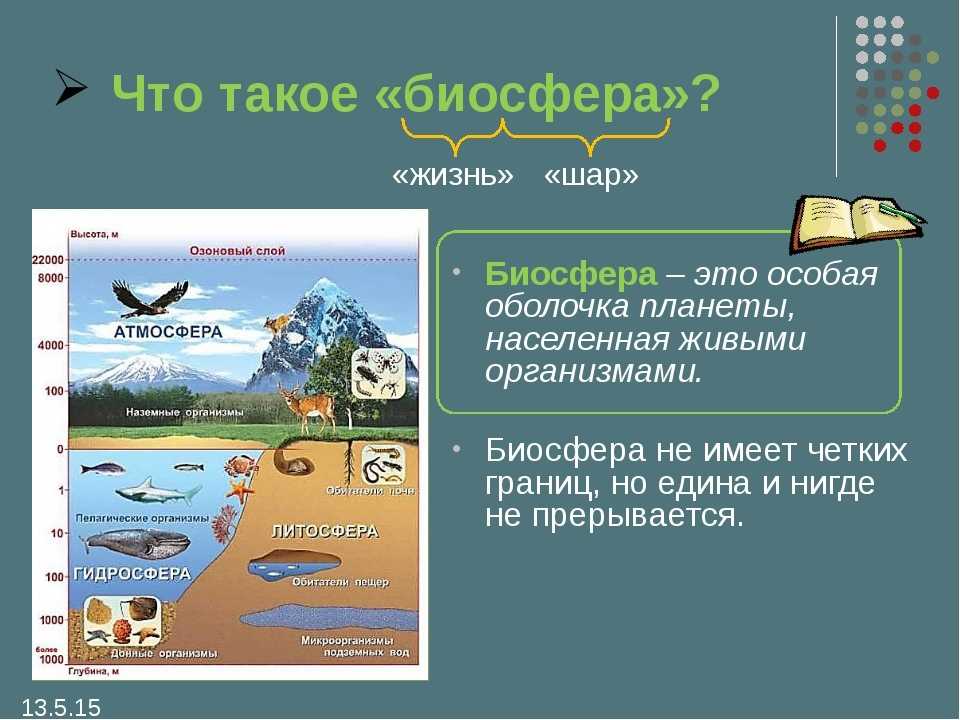 Урок 7: биосфера и её роль - 100urokov.ru