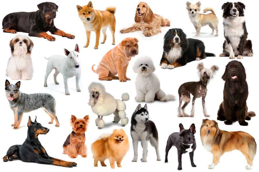18 популяпных пород служебных собак с описанием | pet7