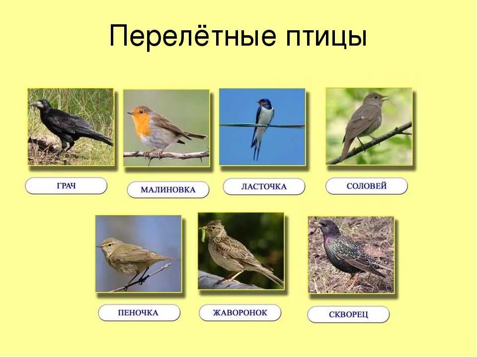 Перелетные и зимующие птицы – краткое описание для детей (2 класс, окружающий мир) 