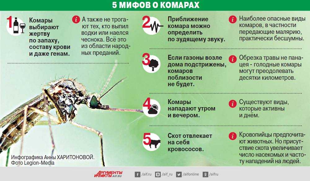 Комары: откуда берутся, как размножаются, чем питаются и как выглядят на разных стадиях развития - личинки и имаго, фото