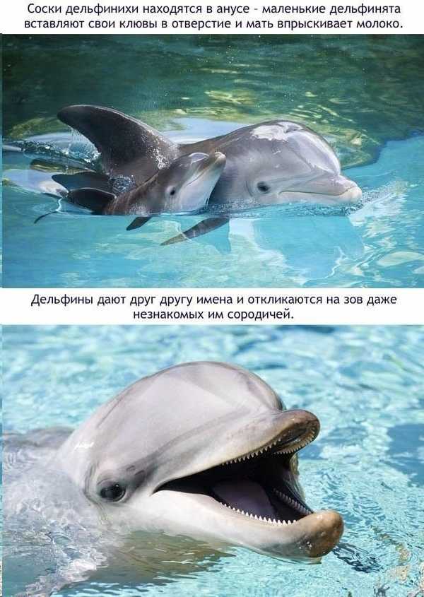 ​50  самых интересных фактов о дельфинах — общенет