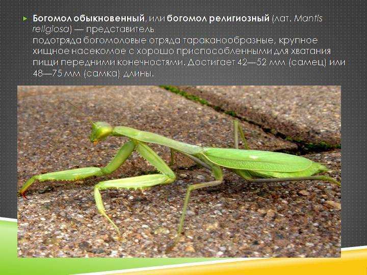 Что ест богомола у черного моря