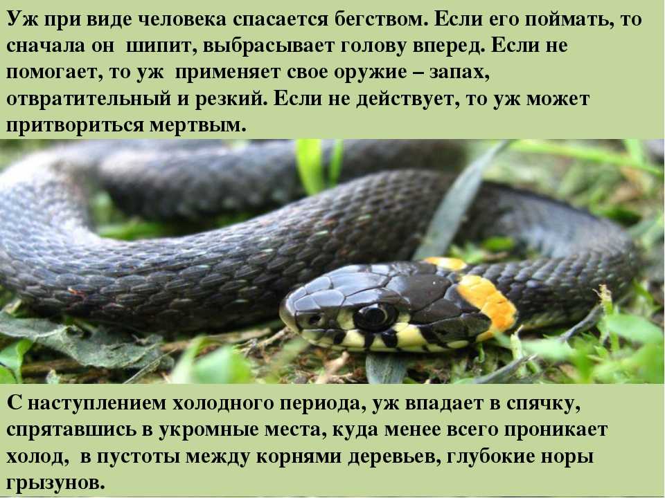 10 самых больших змей в мире