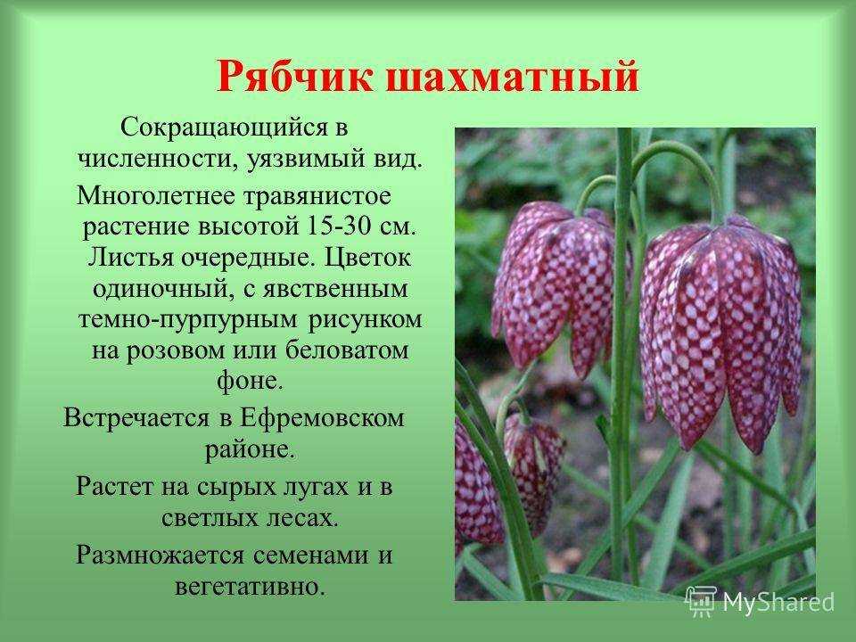 Лекарственные растения занесенные в красную книгу россии