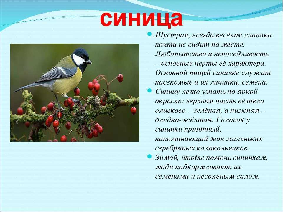 Синица птица. образ жизни и среда обитания синицы | живность.ру