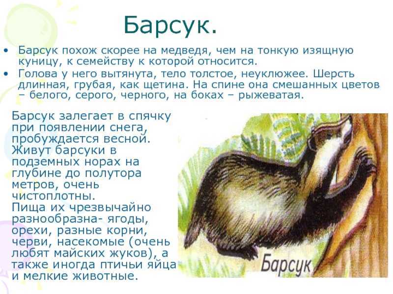 Барсук – описание, виды, где обитает, чем питается, фото