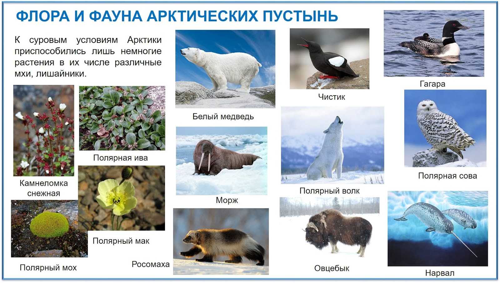Отличия антарктики и антарктиды