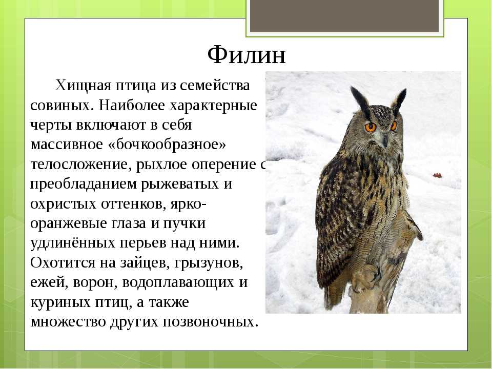 Сова птица. описание, особенности, виды, образ жизни и среда обитания совы