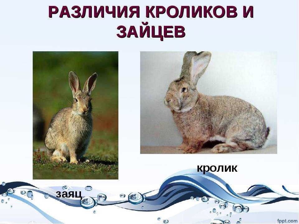 Чем отличается кролик от зайца: в чем разница (отличия)