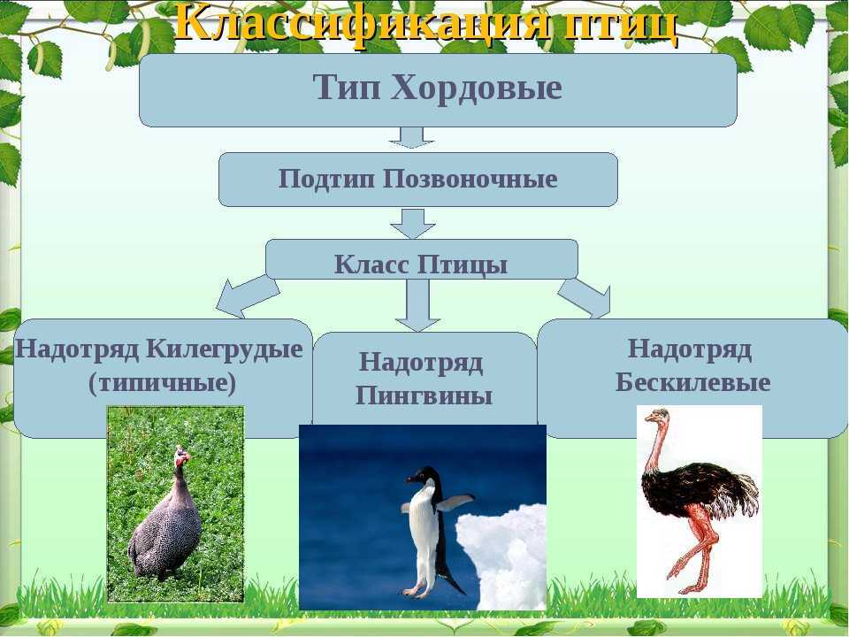 Птицы с хохолком: названия, описание, ареалы обитания - animallist.ru