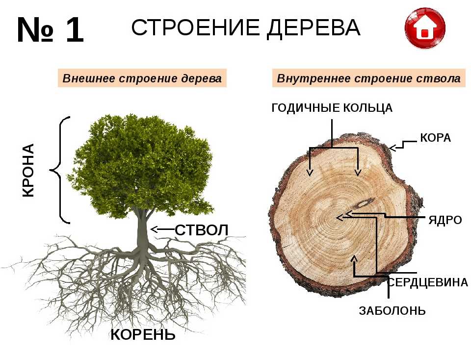 Как человек приспосабливается к жизни в пустыне. жизнь в пустыне